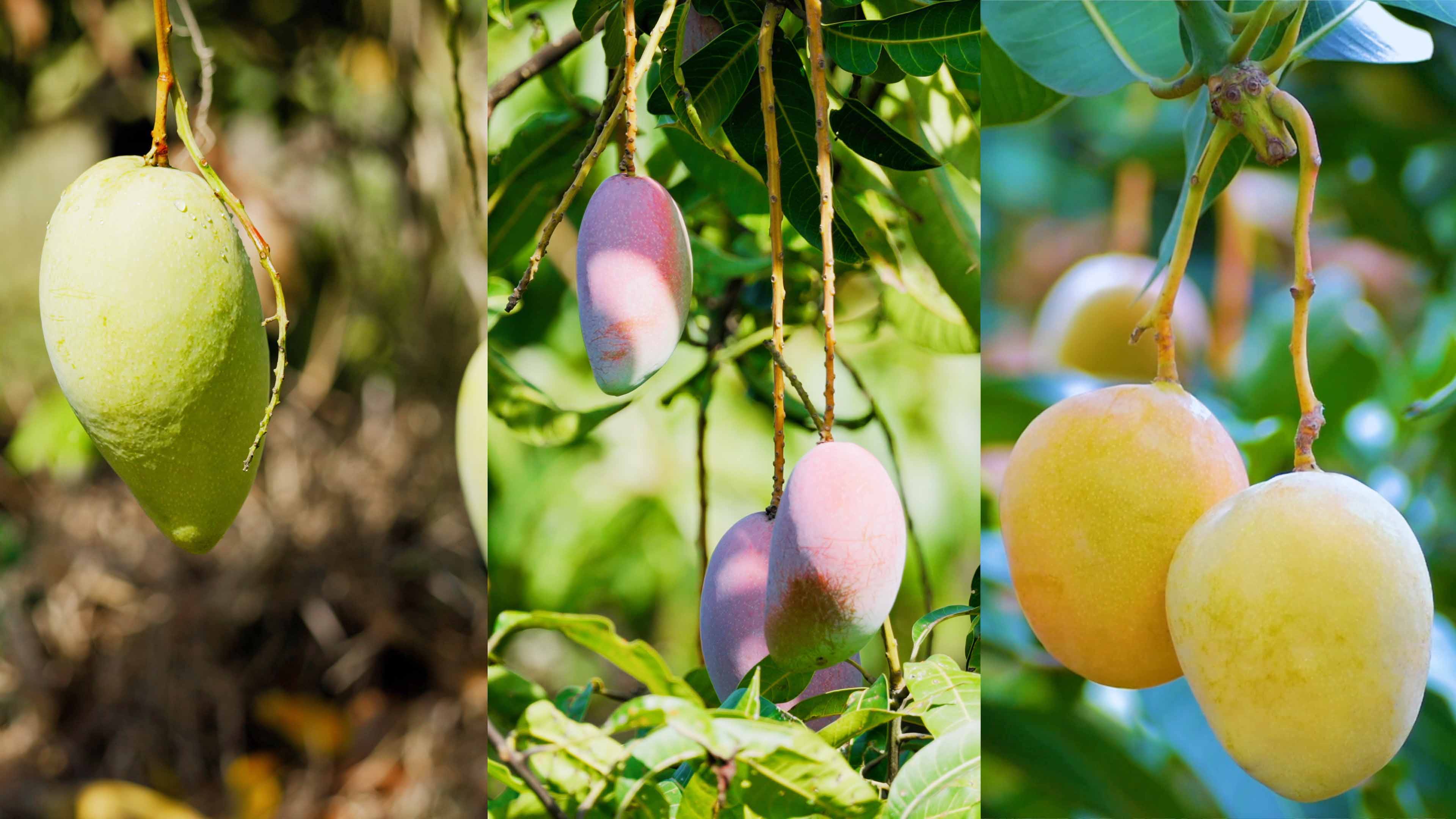 今年会哲林芒果