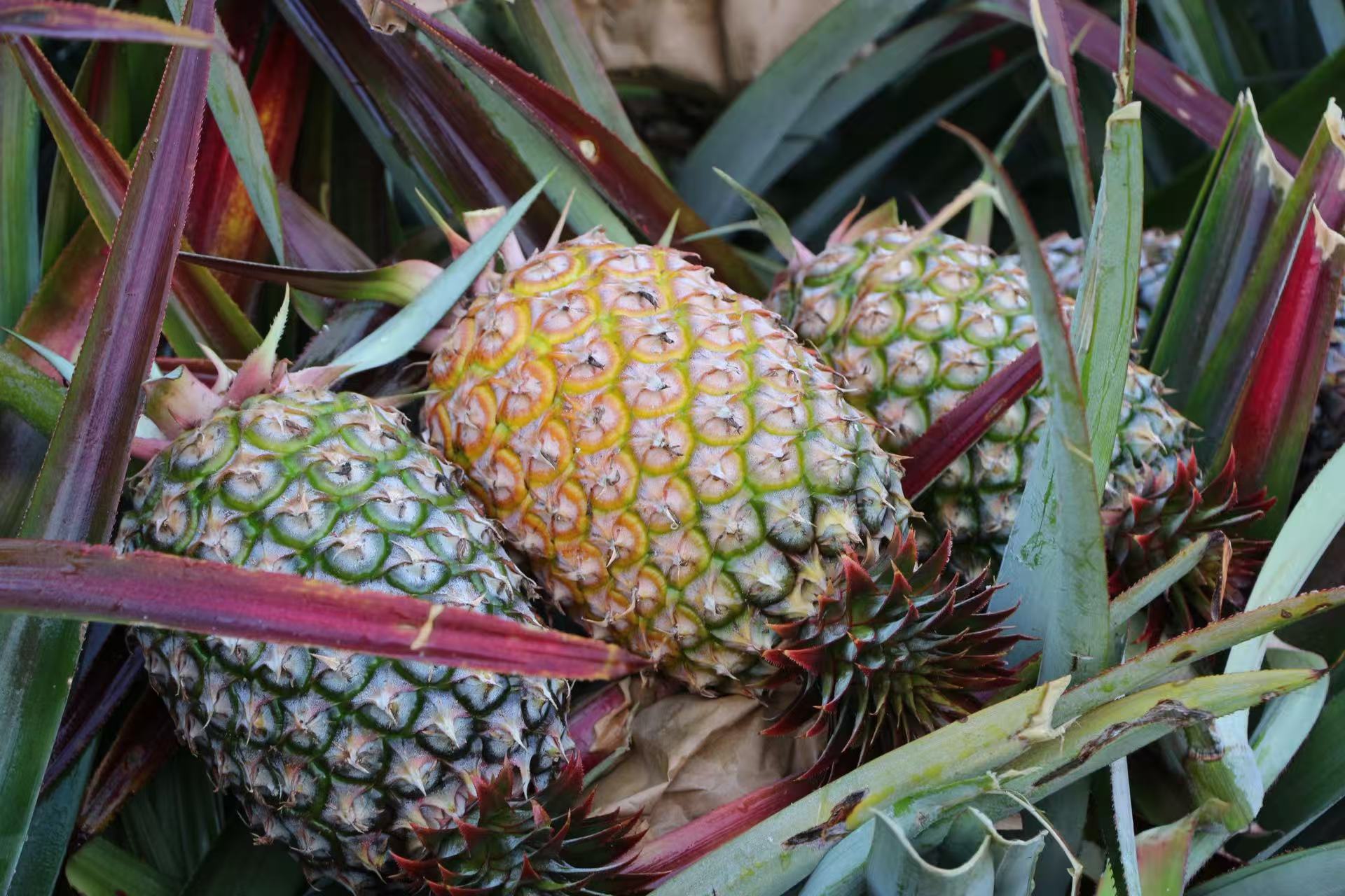 今年会鲜果金钻凤梨