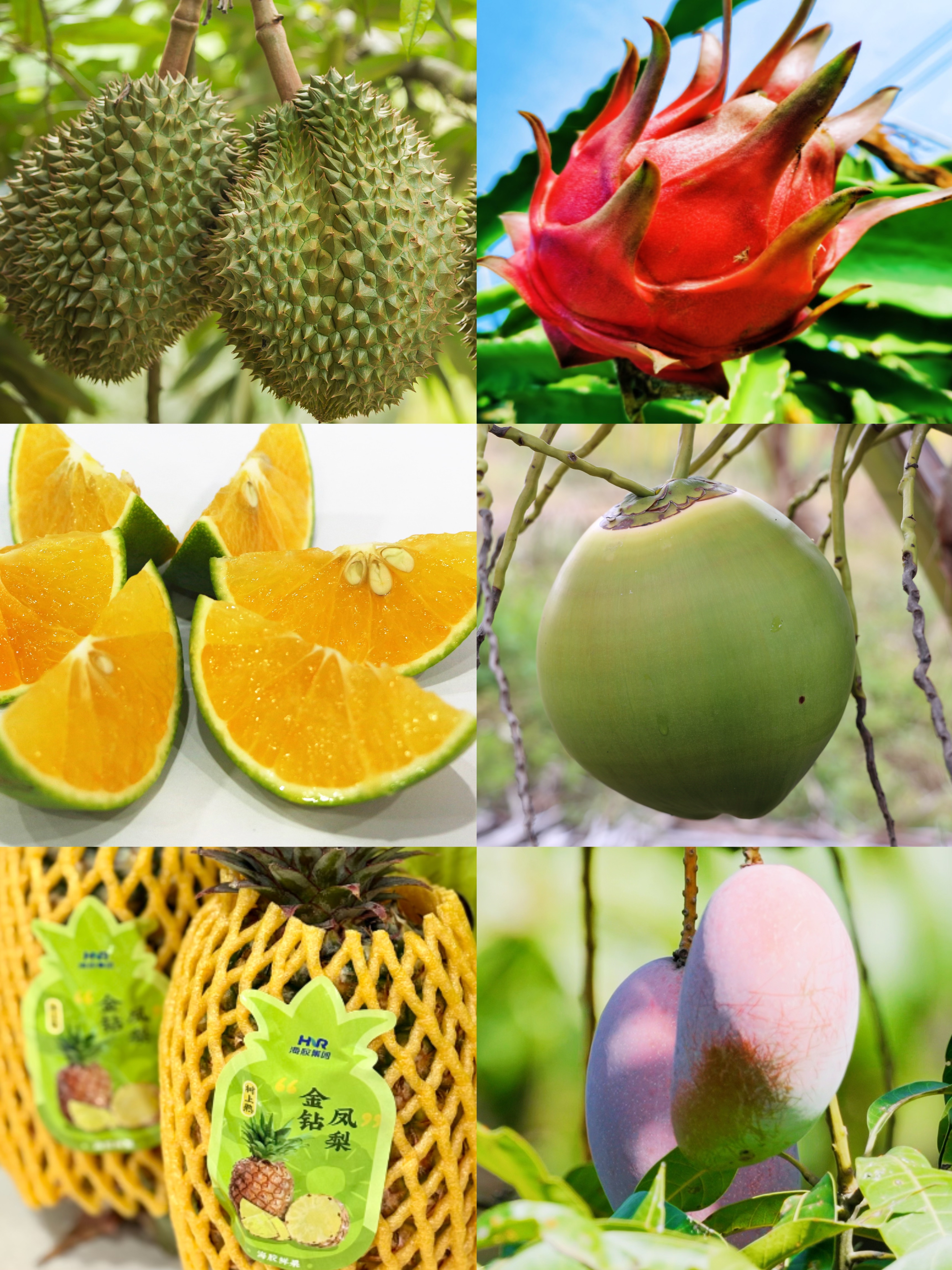 热带农业产品 · 热带水果