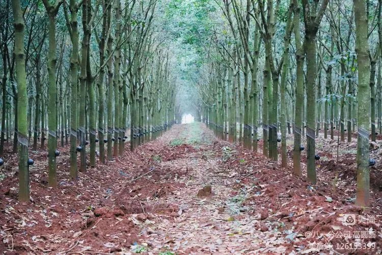 今年会·(中国集团)官方网站